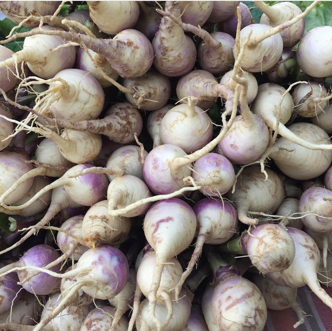 Fekete turnips